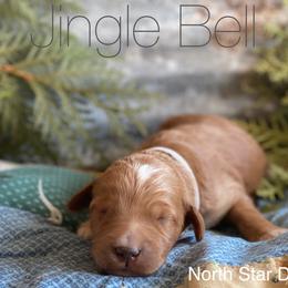 Goldendoodle Puppies from North Star Dog Training