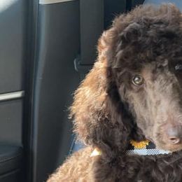 Goldendoodles and Poodles from Fancy Farm Doodles & Poodles