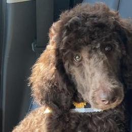 Goldendoodles and Poodles from Fancy Farm Doodles & Poodles