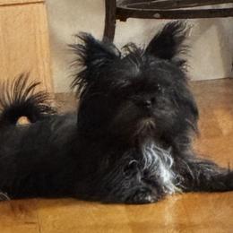 Girl 1 - Red female Mi-Ki puppy in Raintree Plantation, Missouri from Endless Treasures
