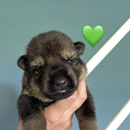 Boy 1 - German Shepherd puppy in Buffalo, New York from Vom Eisenraben German Shepherds