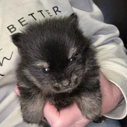 Molly - Black and tan female Pomeranian puppy in Zavalla, Texas from Precious Puff Poms