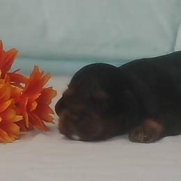 Abraham - Black and tan male Cocker Spaniel puppy in Crossville, Tennessee from Timber Sunrise Cockers
