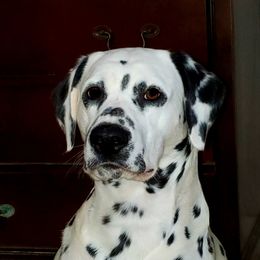 Finnegan - Dalmatian