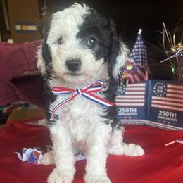 Ringo, 6 weeks old - Black and white male Sheepadoodle puppy in Crawford, Colorado from Saddle Mountain Doodles