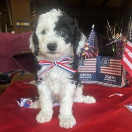 Ringo, 6 weeks old - Black and white male Sheepadoodle puppy in Crawford, Colorado from Saddle Mountain Doodles