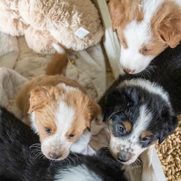 English Shepherd Puppies from LiquidMoon English Shepherds