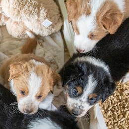 English Shepherd Puppies from LiquidMoon English Shepherds