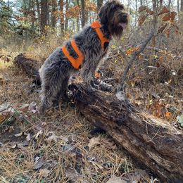 Wirehaired Pointing Griffon All Grown Up from Pine Barron Griffons