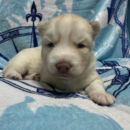AKC Blossom - Red and white female Siberian Husky puppy in Centreville, Maryland from Huskies By the Bay