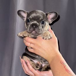 Penelope - Blue female French Bulldog puppy in Bakersfield, California from Dreaming of Dachshunds