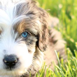 Assorted Doodle Crosses, Bernedoodles, and Goldendoodles from Vandenbark Doodles