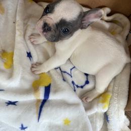 Girl 3 - White and black female French Bulldog puppy in Hartsville, Tennessee from Blueridge Frenchies