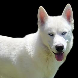 Siberian Huskies from Country Heart Kennel