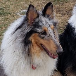 Collies from Grace Mountain Collies