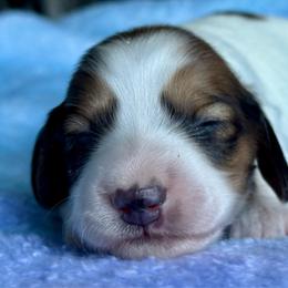 Girl 2 - Piebald female Dachshund puppy in Allenhurst, Georgia from B’s Dapper Dachshunds