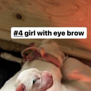 Girl 3 - White Dogo Argentino puppy in California from First-Class Lineage