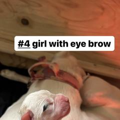 Girl 3 - White Dogo Argentino puppy in California from First-Class Lineage