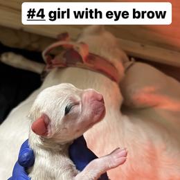 Girl 3 - White Dogo Argentino puppy in California from First-Class Lineage