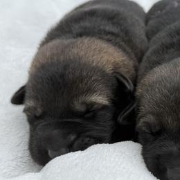 Pink - Sable female German Shepherd puppy in Buffalo, West Virginia from Z Tykev Vino LLC