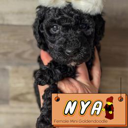 Spot 5 - Black female Goldendoodle puppy in Redmond, Oregon from Bourbon and Lace Doodles