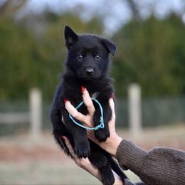 Blue - Black male German Shepherd puppy in Cherryville, North Carolina from Masky Kennel