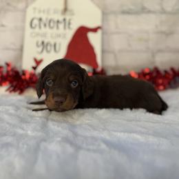 Art - Chocolate and tan male Dachshund puppy in Colbert, Oklahoma from Brooke Crenshaw