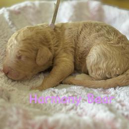 Harmony Bear- Light Purple Collar - Apricot female Goldendoodle puppy in Bay City, Texas from Charming Doods Goldendoodles