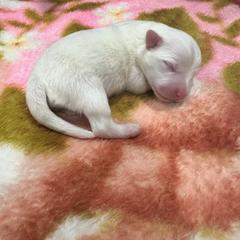 Rosemary - White female American Eskimo Dog puppy in Hesperia, California from Bella's American Eskimos