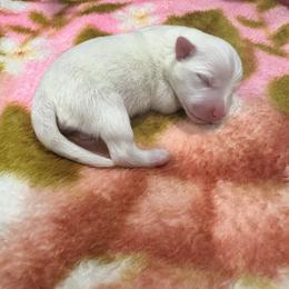 Rosemary - White female American Eskimo Dog puppy in Hesperia, California from Bella's American Eskimos