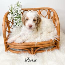 Bird - Parti female Goldendoodle puppy in from Pink Poodles and Doodles