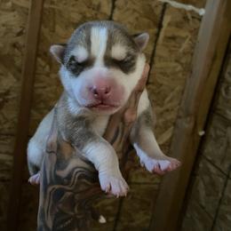 Boy 3 - Red and white male Siberian Husky puppy in Uhland, Texas from Siberian Huskies
