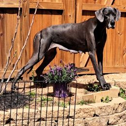 Great Danes from Divine Blue Angels Great Danes