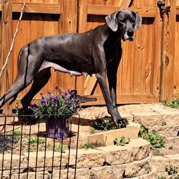 Great Danes from Divine Blue Angels Great Danes