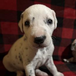 Kevin Jonas - White and black male Dalmatian puppy in Fort Cavasos, Texas from Mainstreet Dalmation