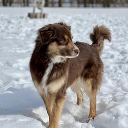 Luna - Miniature Australian Shepherd