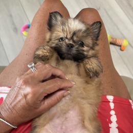 Shih Tzu Puppies from Staci Fidler