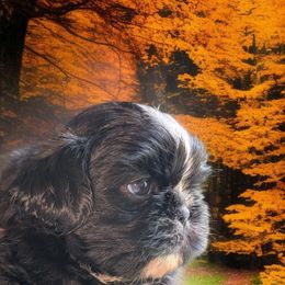 Noah (tiny) - Black and white male Shih Tzu puppy in Claxton, Georgia from Small Pawz Kennel