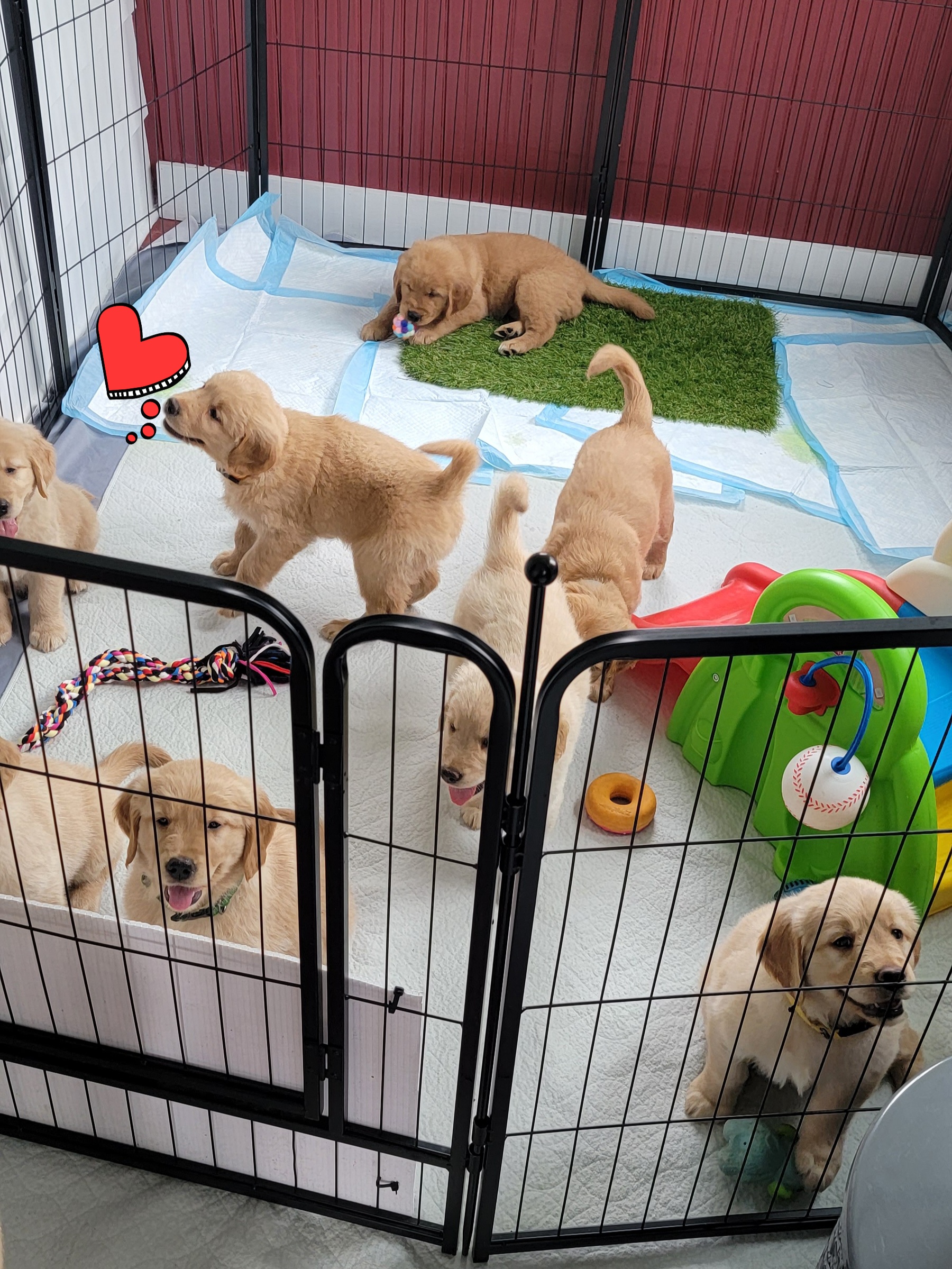 Golden Retriever Puppies from JK Goldens