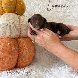 Lumina - Chocolate female Australian Labradoodle puppy in Oregon from Forever Loyal Labradoodles