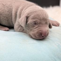 Marty - Silver gray male Weimaraner puppy in Evart, Michigan from Drehbar Weimaraners