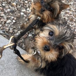 Yorkshire Terriers from Family Legacy Yorkies