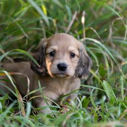 Marme - Cream female Dachshund puppy in Crystal, Michigan from Mare-bella Dachshunds