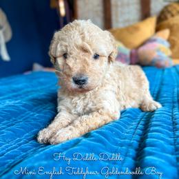 Hey Diddle Diddle - Red  male Goldendoodle puppy in Grove, Oklahoma from Guinn Family Farms