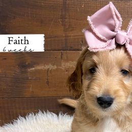 Faith - Pink Collar - Girl - Red  Goldendoodle puppy in Conway, New Hampshire from Arbor Grace Doodles