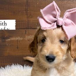 Faith - Pink Collar - Girl - Red  Goldendoodle puppy in Conway, New Hampshire from Arbor Grace Doodles