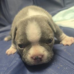 Boston Terrier Puppies from Aronow pups