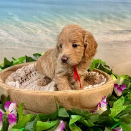 Lobster - Apricot female Goldendoodle puppy in Haltom City, Texas from Ohana Doodles