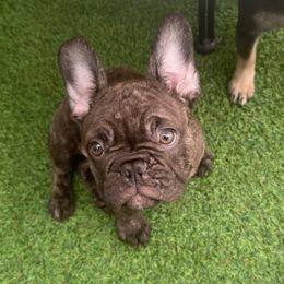 Jamie - Blue male French Bulldog puppy in Philadelphia, Pennsylvania from Kiki Leigh Frenchies