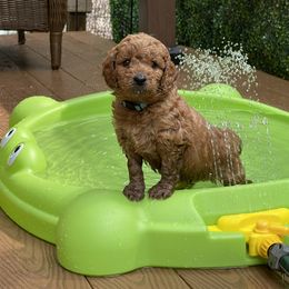 Goldendoodle Puppies from Loving Hearts Goldendoodles